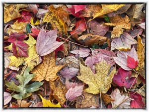 Fall Leaves GR